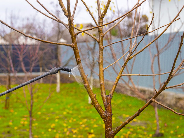 Обработайте деревья по зеленому конусу этим раствором, чтобы защитить их от монилиоза, парши и цветоеда