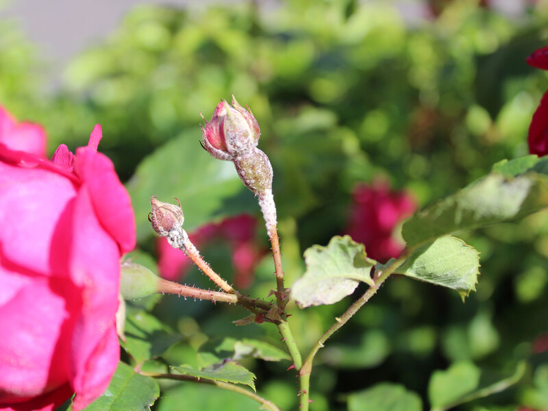 Распылите это на розы, которые покрылись белым налетом, чтобы защитить их от мучнистой росы