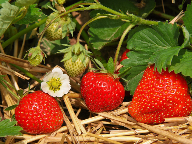 Внесите в клубнику стакан этой натуральной подкормки на 1 м² – крупные ягоды будут три года