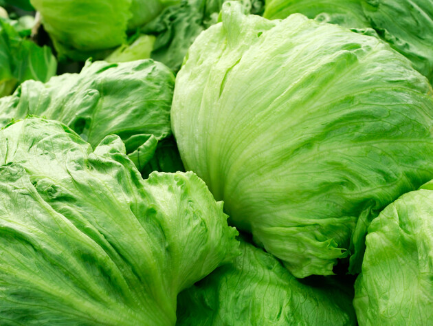 Почему салат айсберг не дает больших кочанов. Три ошибки огородников