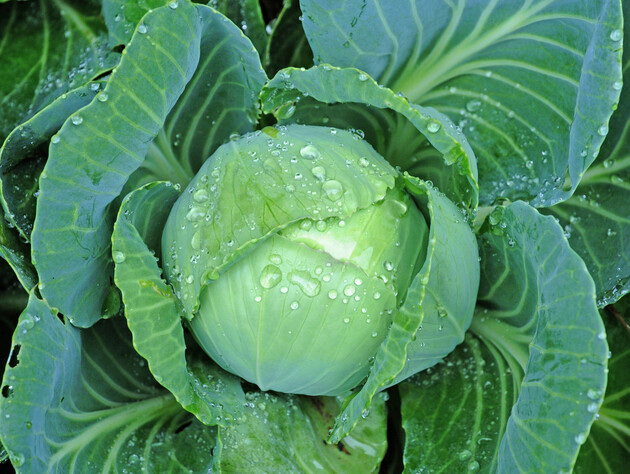 Эти сорта белокочанной и цветной капусты дадут урожай, даже если лето будет капризным