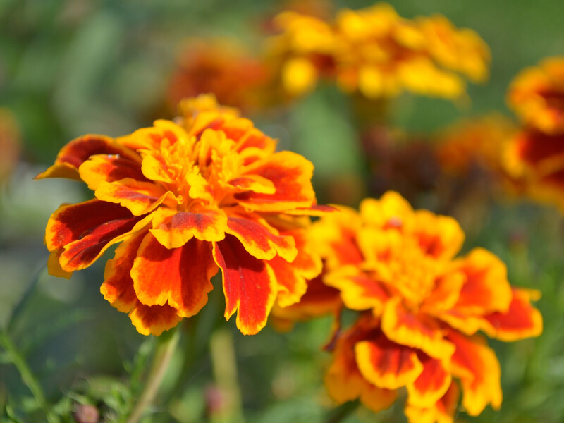 Если посадите бархатцы возле этих растений – урожая не будет. Советы огородников