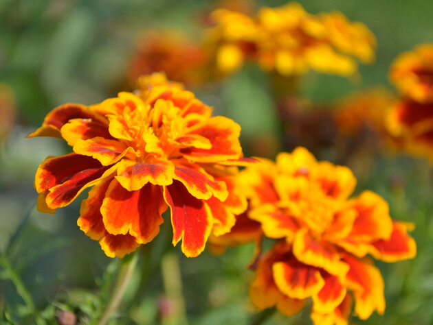 Якщо посадите чорнобривці біля цих рослин – урожаю не буде. Поради городників