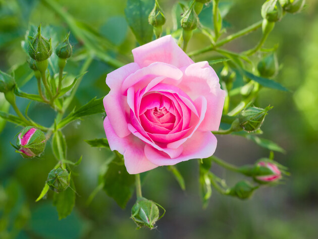 Самые распространенные болезни роз. Научитесь распознавать и лечить до того, как погибнет куст