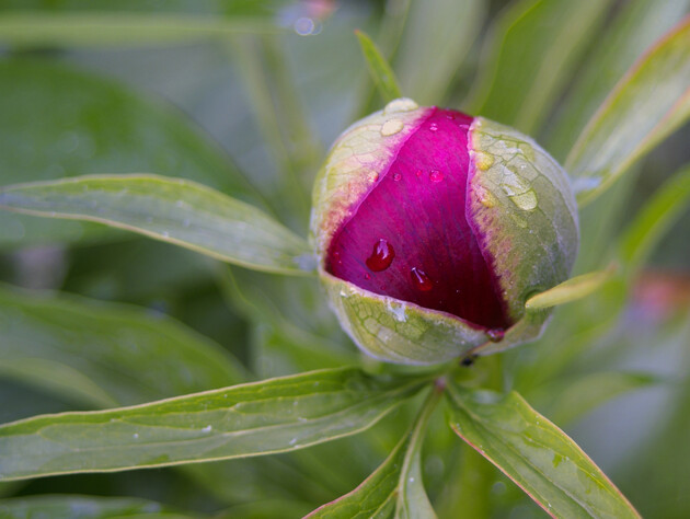 Не використовуйте цього підживлення для півоній – інакше вони не зацвітуть. Квітникарка застерегла від помилки