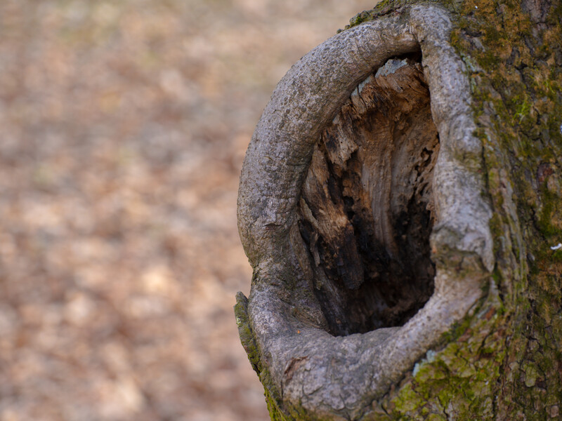 Прекратите делать это кизяками. Садовница рассказала, как правильно лечить дерево