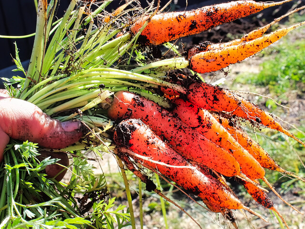 Новый метод прореживания моркови без потерь урожая: как сохранить каждый корнеплод