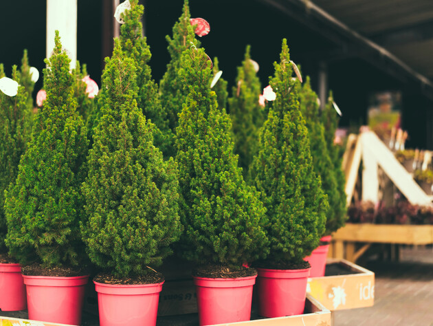 Что делать, если получили некачественный посадочный материал. Советы продавца растений