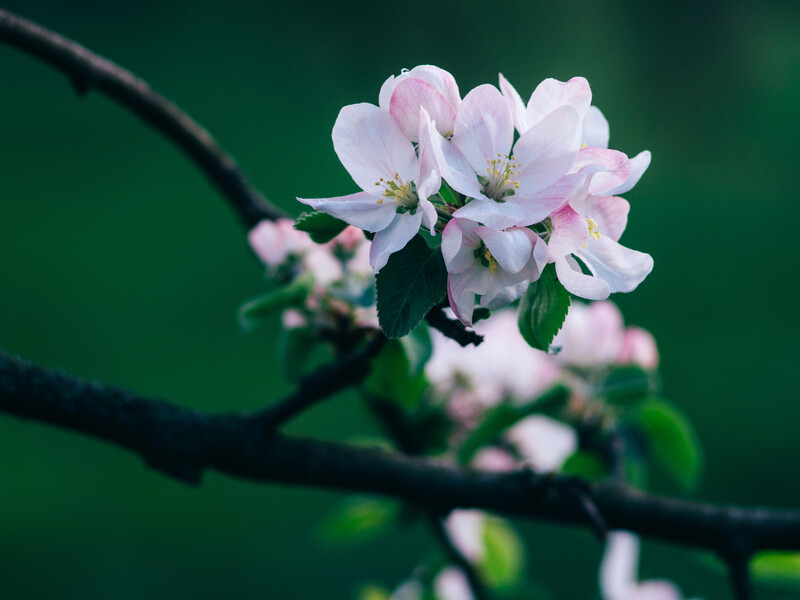 Зробіть це перед заморозками – і рослини не загинуть через нічне похолодання