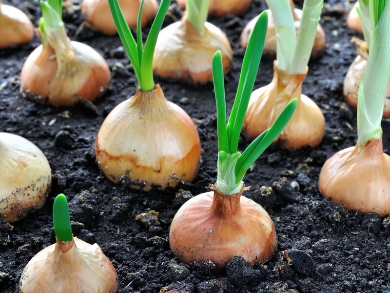 Сделайте это в апреле перед посадкой – и лук не пойдет в стрелки. Лайфхак от украинской огородницы