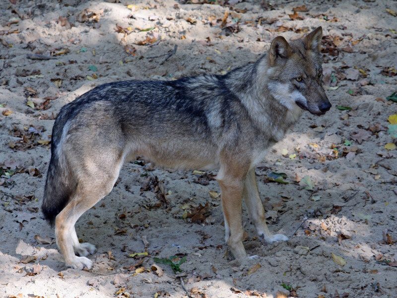 Не можна кричати, повертатися спиною і дивитися у вічі. Як правильно діяти, щоб урятуватися від вовків