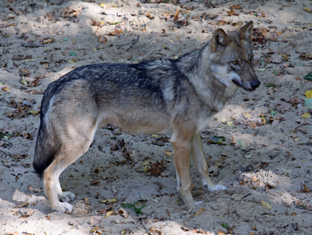 Не можна кричати, повертатися спиною і дивитися у вічі. Як правильно діяти, щоб урятуватися від вовків
