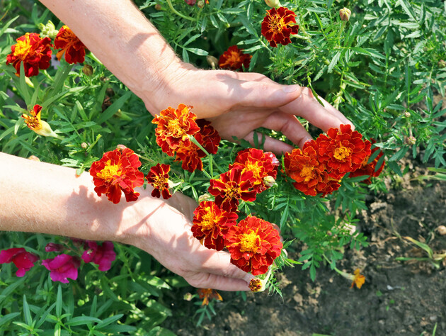 Посадите бархатцы рядом с этими культурами, чтобы улучшить их качество и урожай