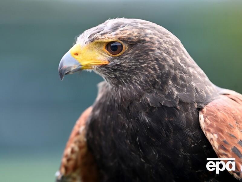 В Великобритании ястреб несколько недель преследовал лысых высоких мужчин