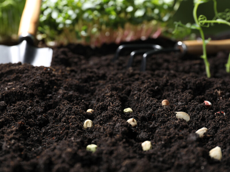 Чтобы собрать ранний и рекордный урожай на огороде, воспользуйтесь этой хитростью во время посадки