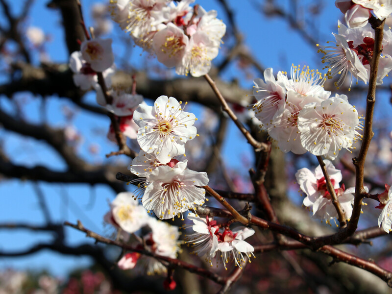 Одна холодная ночь – и урожая абрикосов не будет. Как не дать заморозкам уничтожить цвет