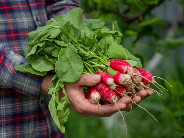 Посеете не ту – получите стрелку вместо крупного редиса. Пять лучших сортов