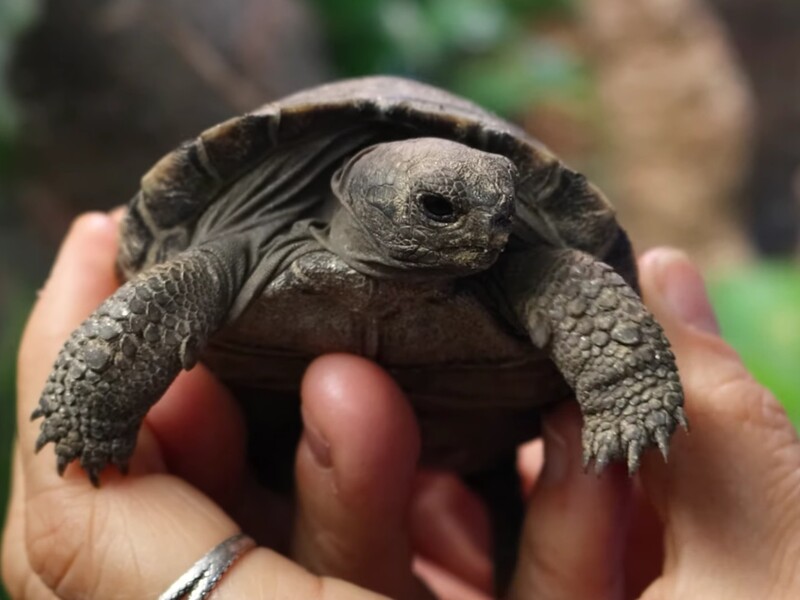У Філадельфії вперше за 150 років народилися дитинчата гігантських черепах, які перебувають на межі зникнення. Відео