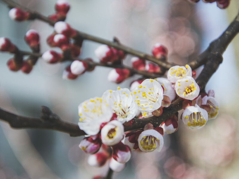 Скористайтеся цією порадою – і квітучий сад витримає морози до -7 °С. Надійний та ефективний метод