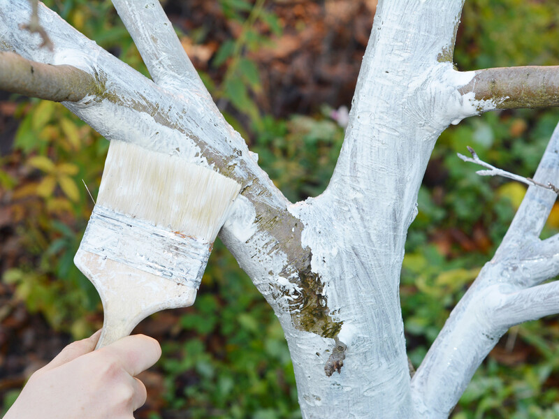 Смешайте мел с водой в этих пропорциях – и получится эффективная побелка для сада