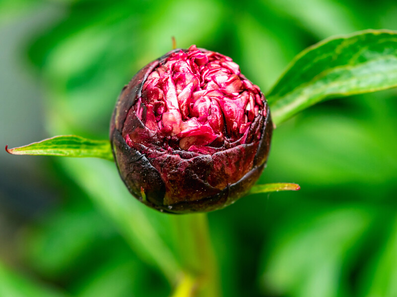 Внесіть під кущі півоній це натуральне добриво, щоб сприяти формуванню бутонів
