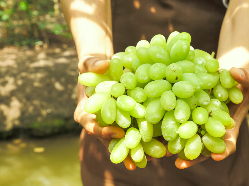 Большие и сладкие гроздья независимо от погоды. Как выращивать виноград в теплице
