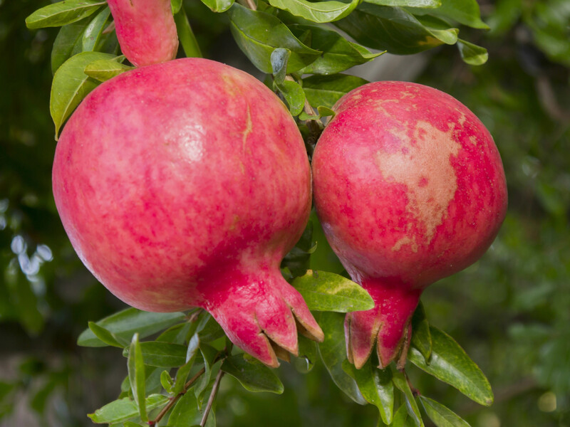 Выдерживает до -15 °C. Сделайте это с саженцем граната – и он сможет расти даже в украинском саду