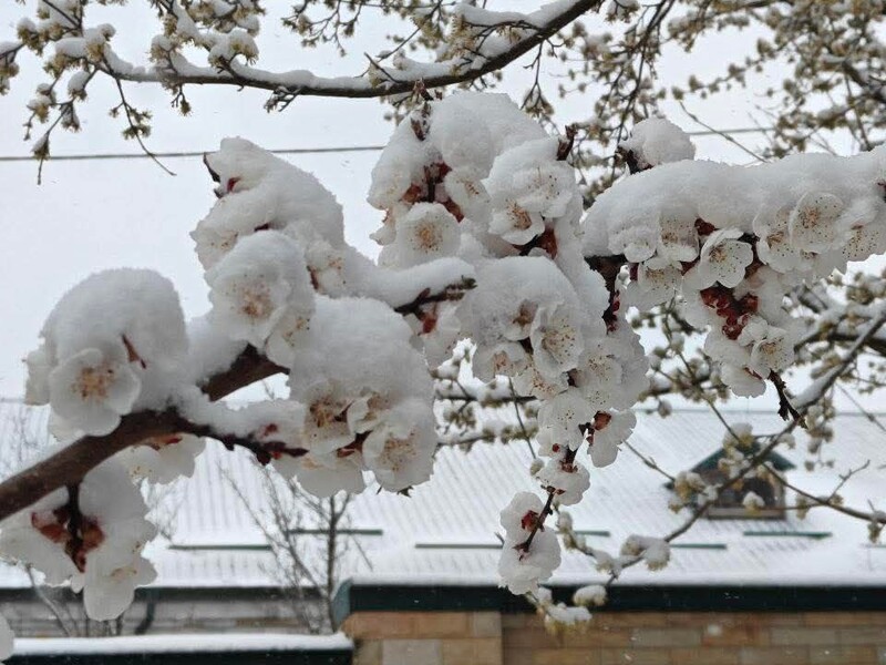 Синоптики прогнозують 10 квітня сніг і вітер в Україні 