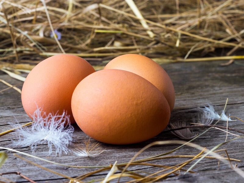 Как заставить кур лучше нестись к Пасхе: четыре правила, чтобы иметь свежие яйца