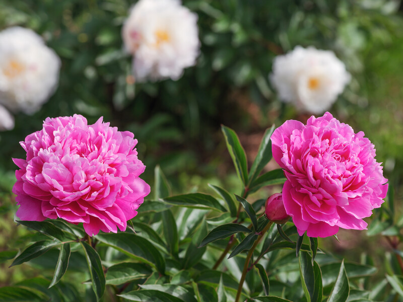 Внесите под куст пионов это удобрение, чтобы цветы имели насыщенный цвет и большие бутоны