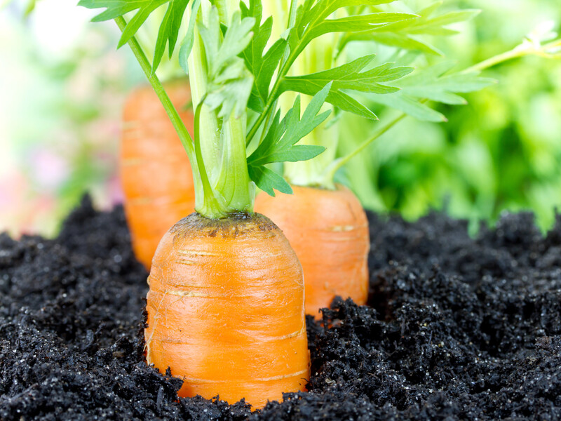 Морковь будет ровной без прореживания благодаря этой хитрости. Эффективный метод посева от огородницы