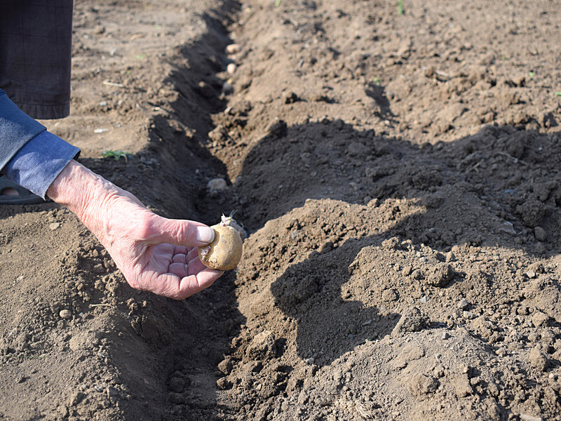 Не совершайте этих распространенных ошибок в период посадки картофеля. Лайфхаки от огородников 