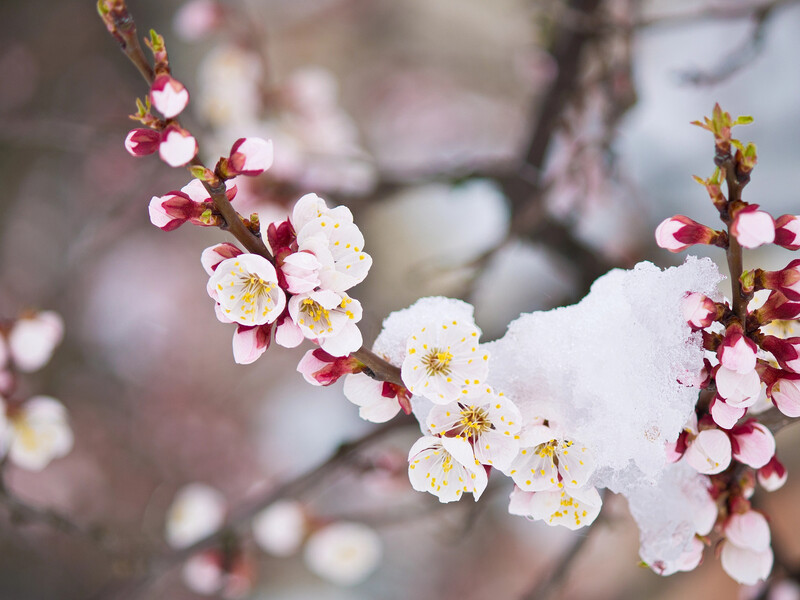Як зберегти хоча б частину врожаю абрикосів і допомогти деревам оговтатися після приморозків