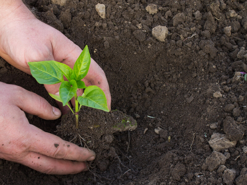 Из-за этой ошибки рассада перца останавливается в росте: как пикировать правильно