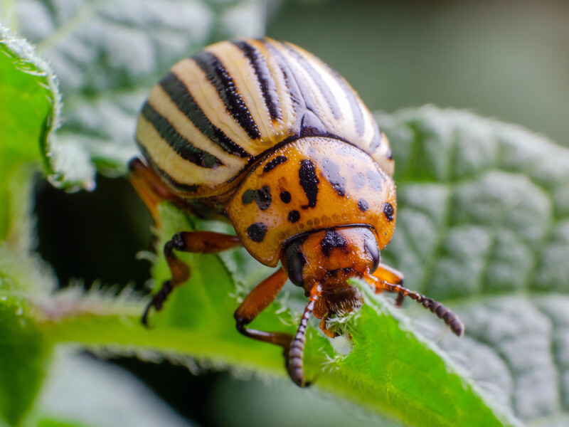 Посадите эти цветы возле картофеля, чтобы без химии защитить урожай от колорадского жука