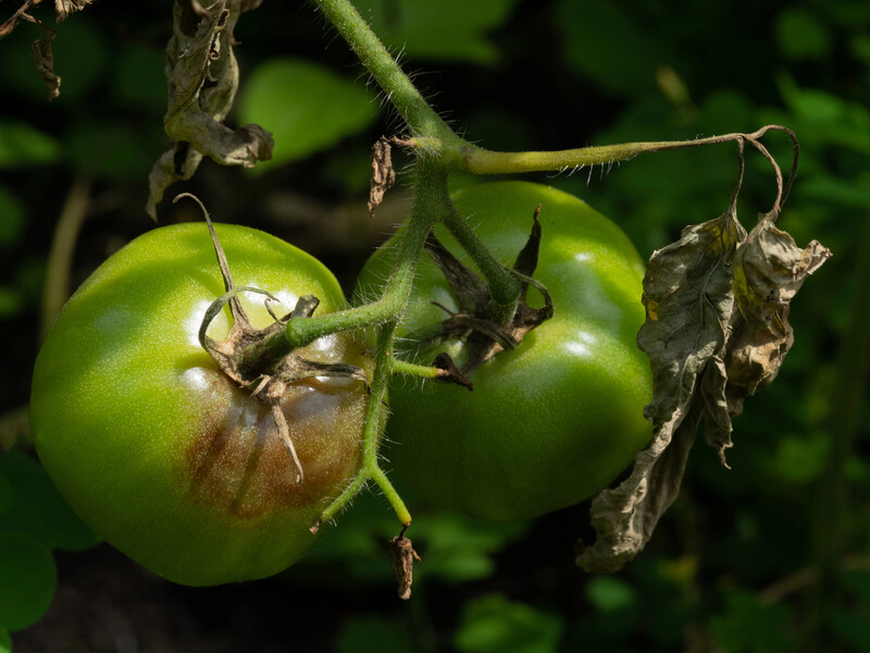 Это доступное аптечное средство спасет томаты от фитофторы. Лайфхак от огородников