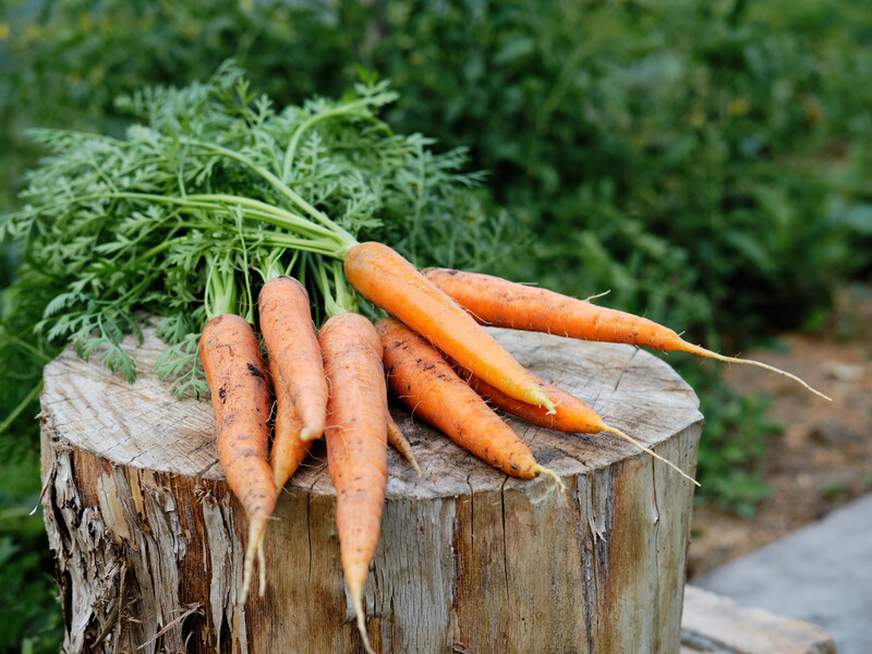 Посадите морковь рядом с этими культурами – и она вырастет сочная и крупная