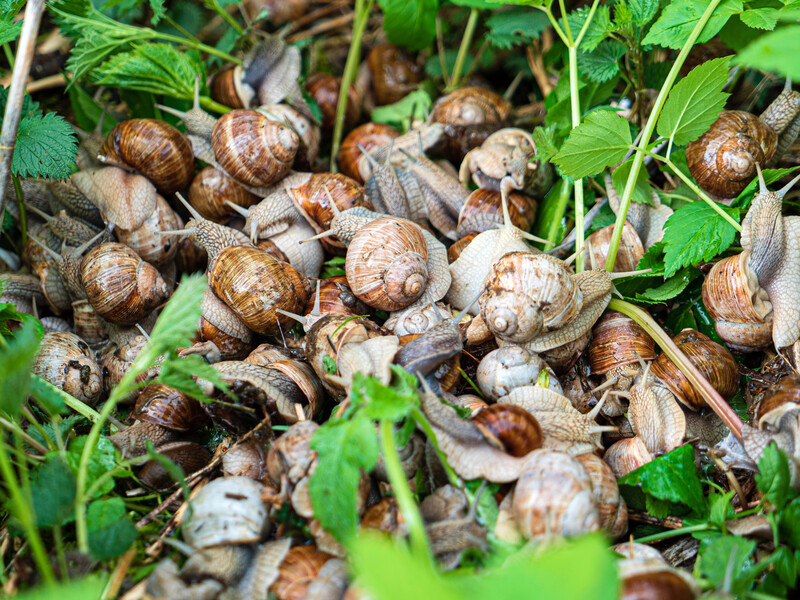 Растворите в воде этот недорогой, но эффективный порошок, чтобы без химии защитить урожай от вредителей
