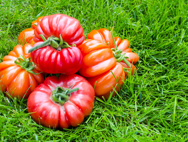 Эти томаты созреют раньше, чем ударит фитофтора: пять сортов, которые не заболеют