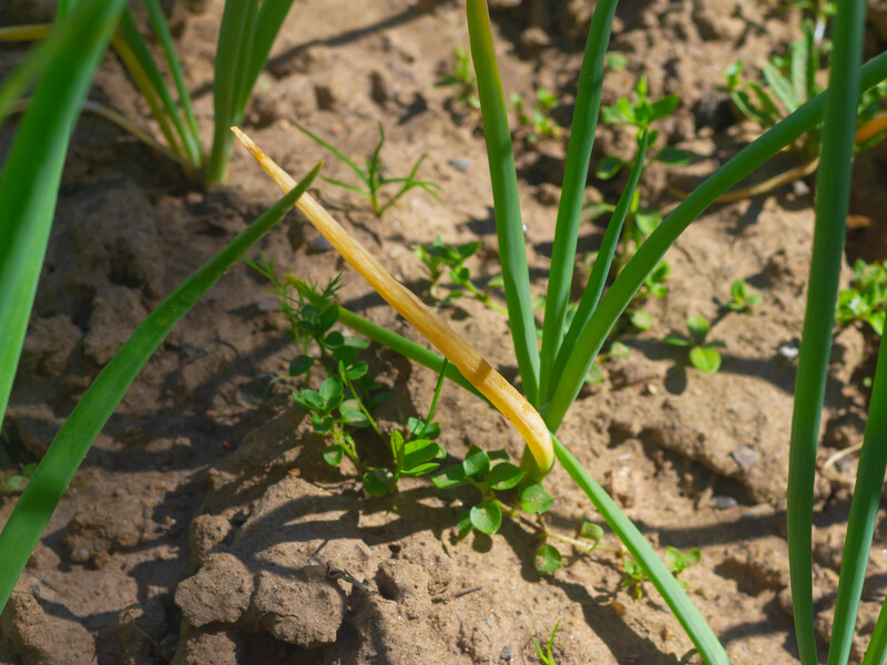 Добавьте в воду этот аптечный препарат – и луковая муха не сможет откладывать яйца на вашем участке