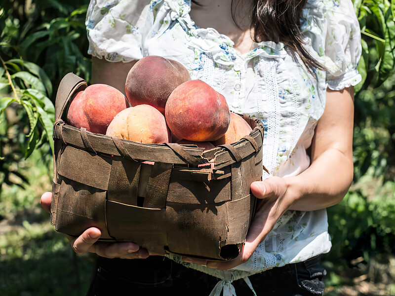 Посадили сад, а он не растет? Узнайте, какие плодовые деревья нуждаются в верной схеме посадки