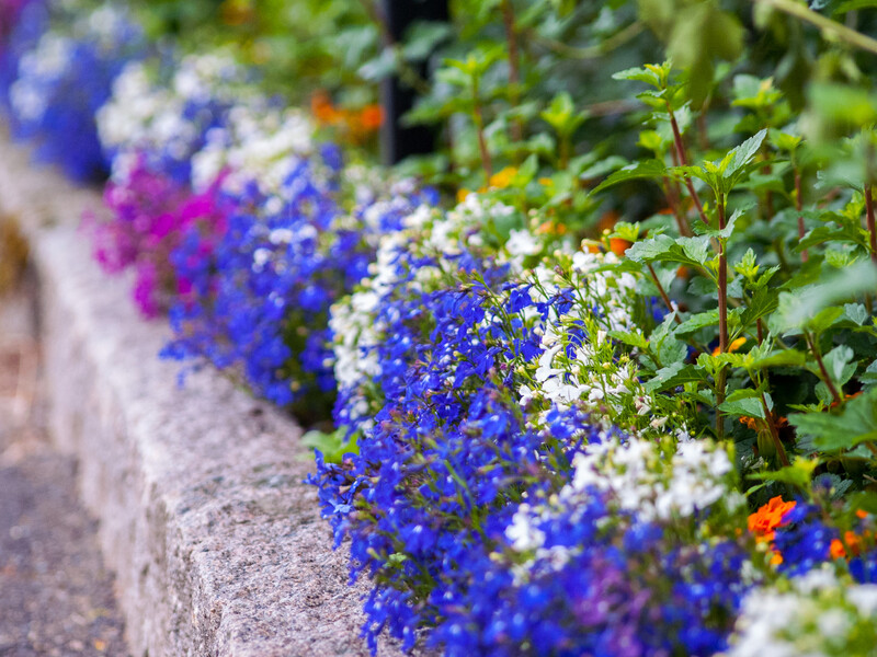 Цветы, с которых начинается день: выбираем красоту для садовых дорожек