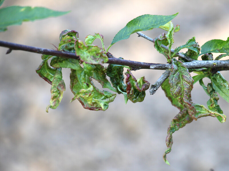Садівник розповів, якими препаратами обробити дерева по рожевому конусу проти кучерявості листя