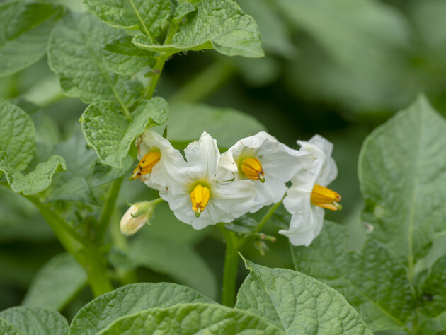 Сажайте возле капусты, но подальше от томатов. Список лучших и худших соседей картофеля