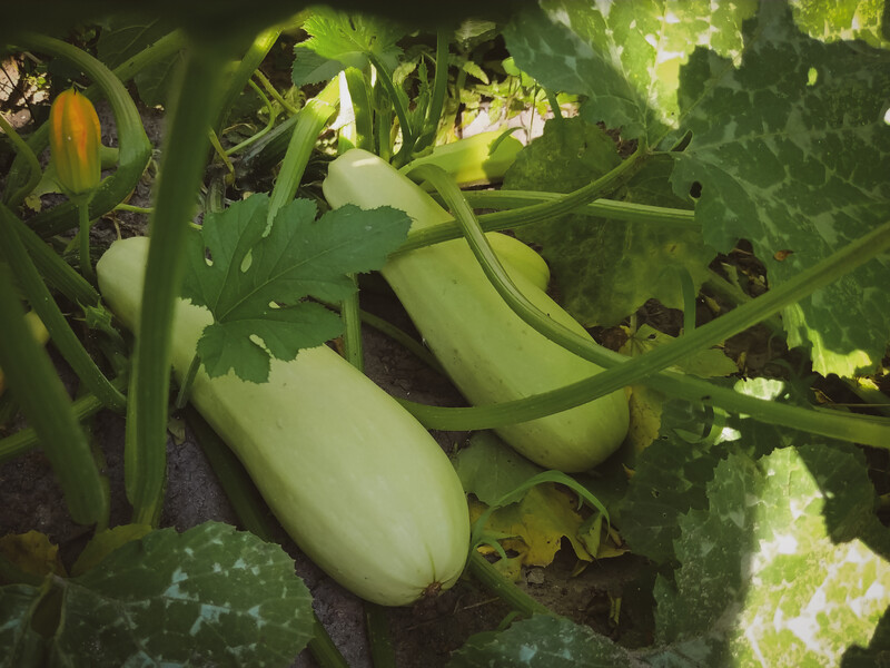 Посадите это возле кабачков – и соберете рекордный урожай вкусных овощей. Советы опытных дачников