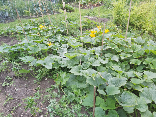 Растворите в воде этот копеечный аптечный препарат – и растения на огороде активно пойдут в рост