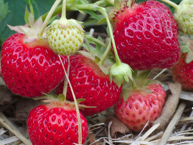 Весной подкормите этим удобрением клубнику – и летом соберете щедрый урожай сладких ягод