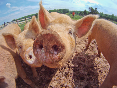 ЕС подал иск против России в ВТО из-за запрета на импорт свинины