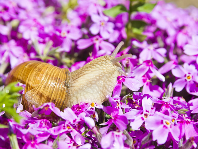 Слимаків у саду не буде: садівники повертаються до лайфхаку з XIX століття