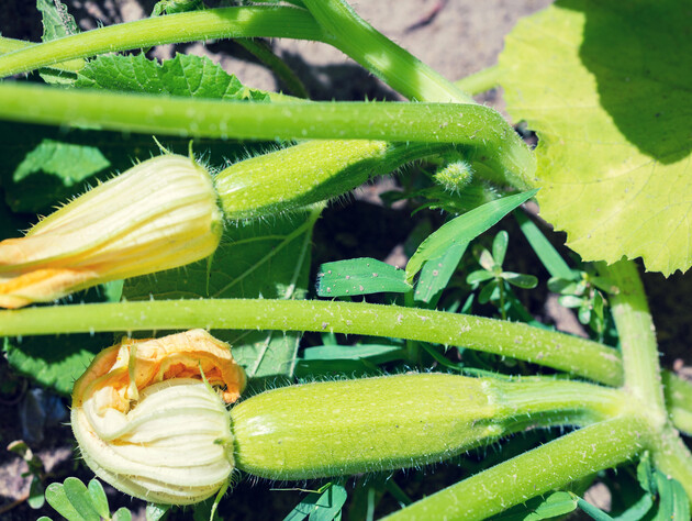 Эта весенняя подкормка дает кабачкам все необходимое. Рецепты удобрений с точными пропорциями